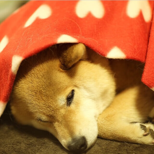 猛龙提前终结悬念快船,拉梅洛成为关键先生