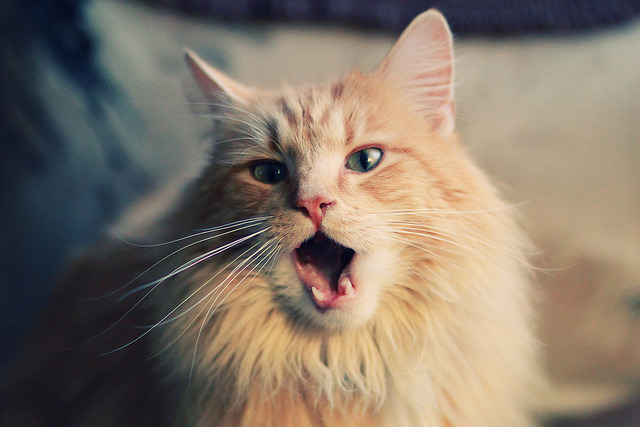 苏亚雷斯神勇爆发,巴黎圣日耳曼欧冠赛场制霸国际米兰