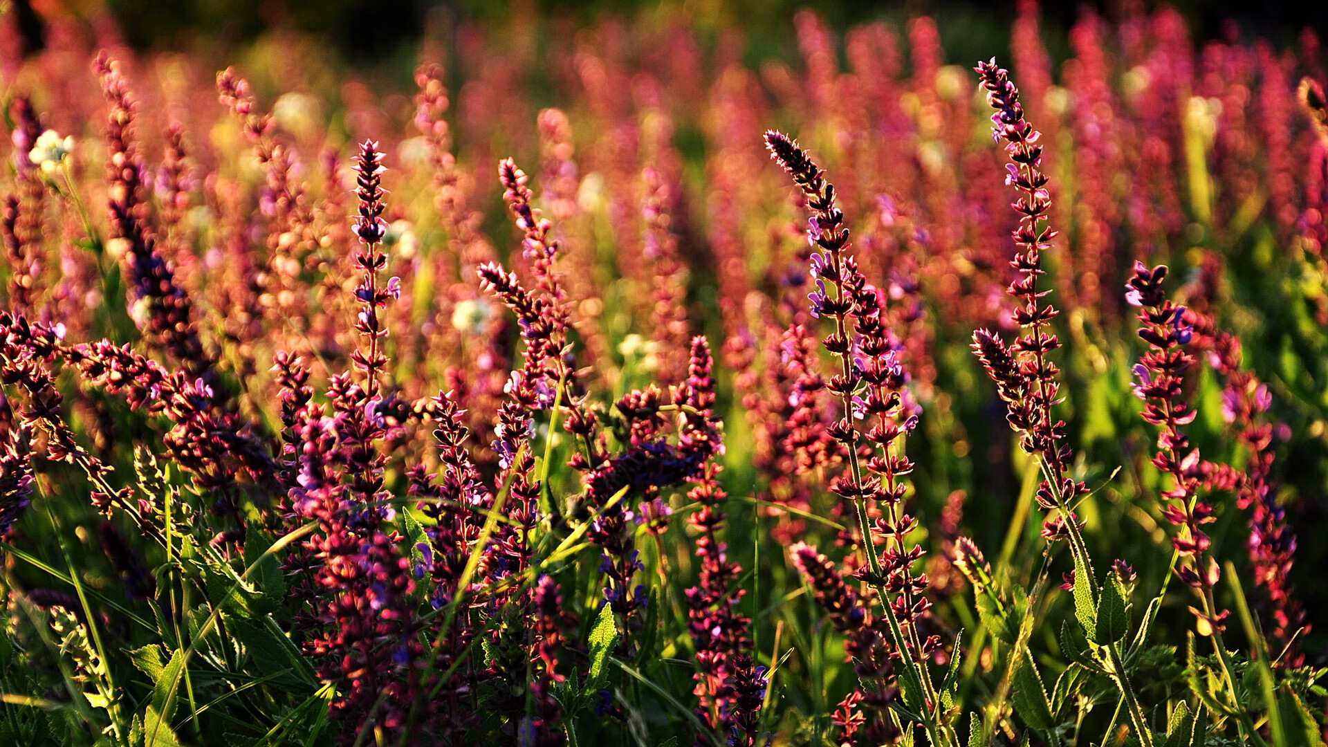 爱游戏官方入口-新西兰掀翻AC米兰,阿劳霍,那个改写足球地图的关键先生