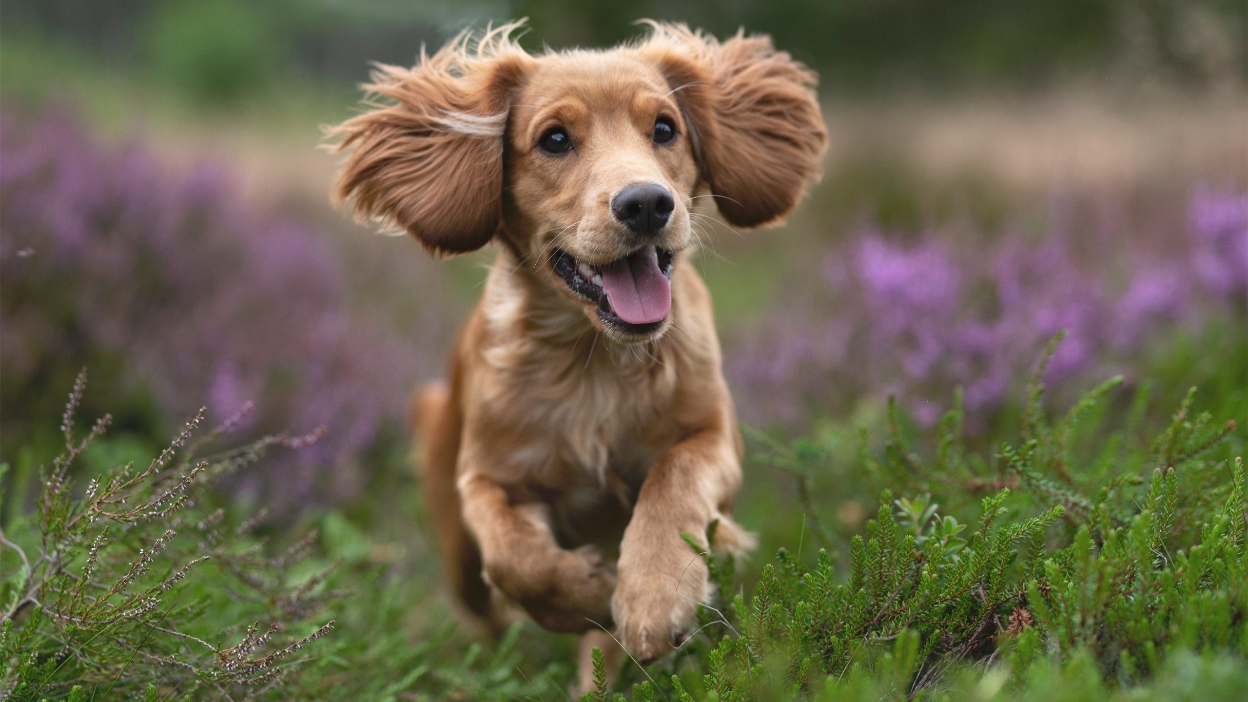 爱游戏体育-鏖战记，当摩洛哥铁壁遭遇哥斯达黎加激流，穆勒以无用之用主宰赛场