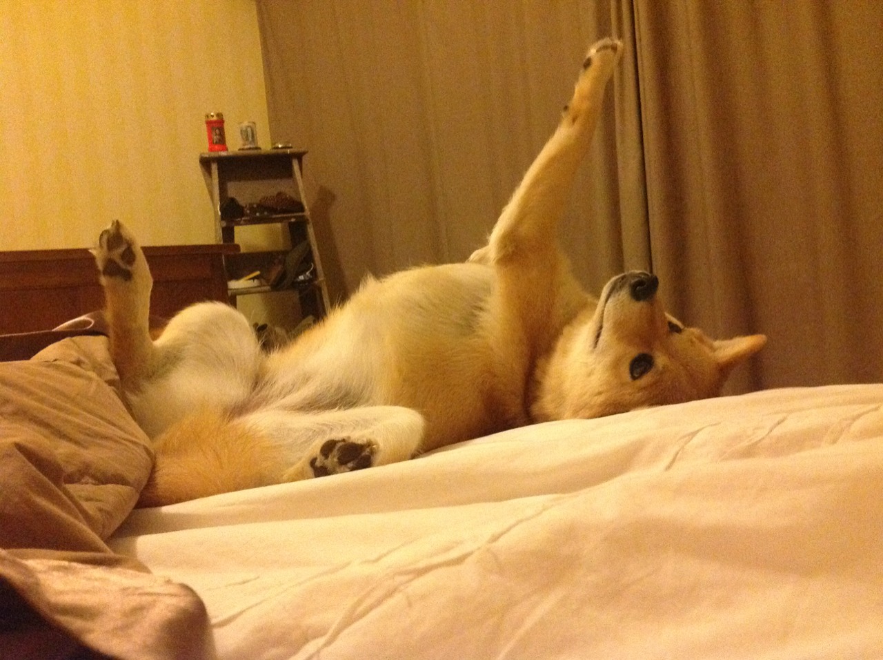 爱游戏APP-中北美洲的野性碰撞安达卢西亚舞步，罗德里戈爆发，洪都拉斯血拼塞维利亚