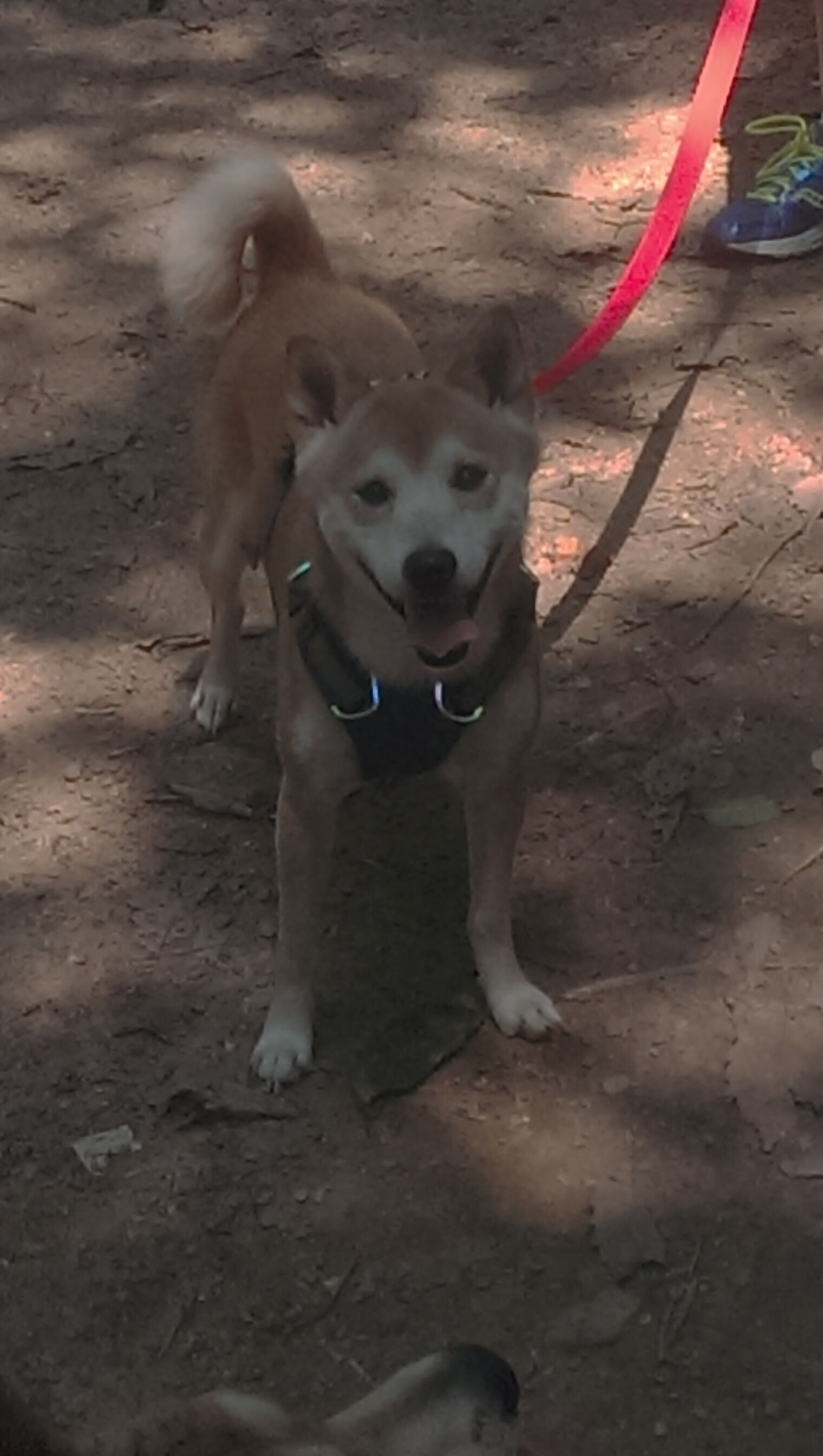 爱游戏官网-星光对决，布克在更亮舞台绽放，掘金魔术见证巨星诞生